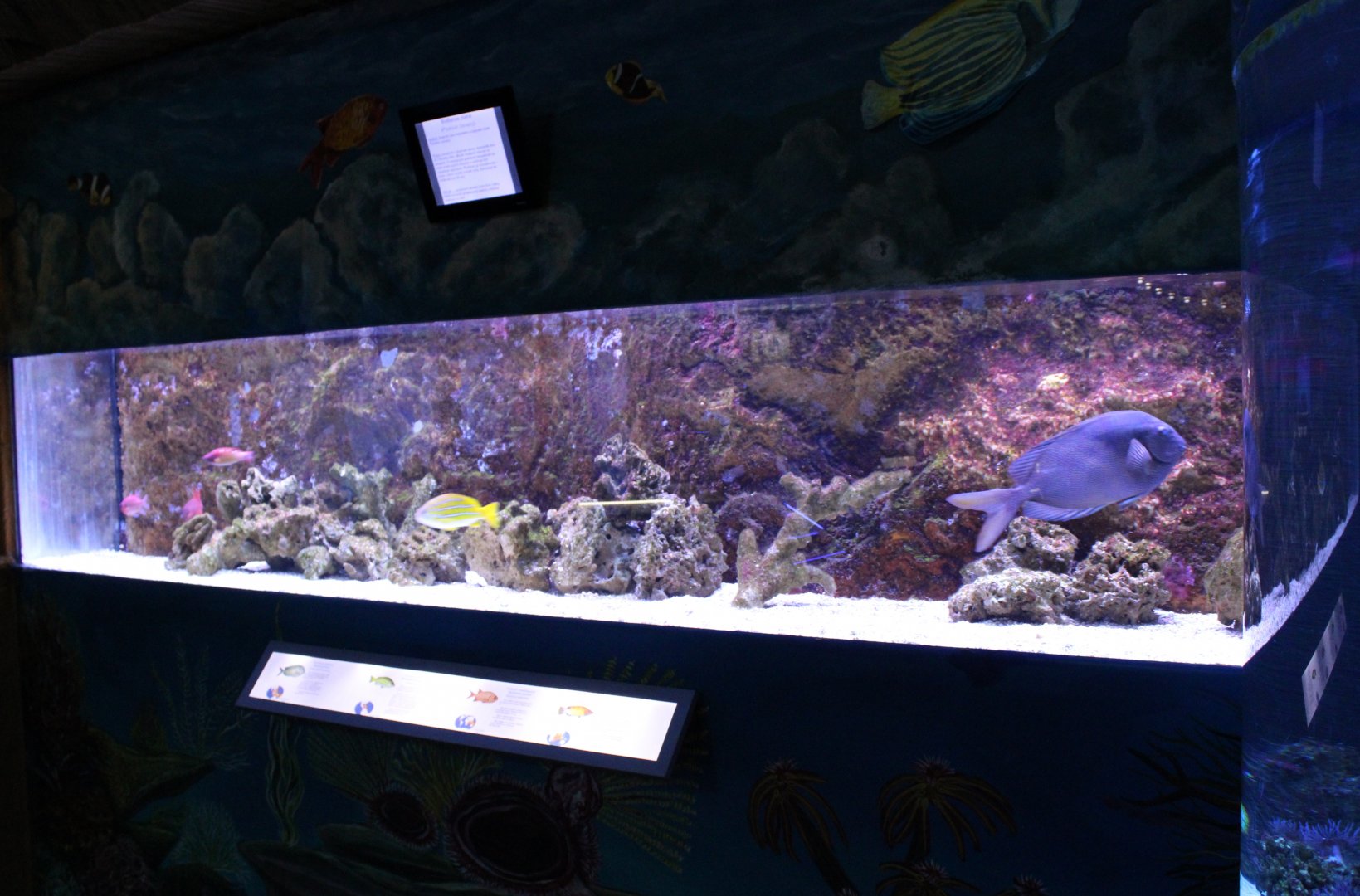 Grunt - Soldierfish - Spinefoot aquarium