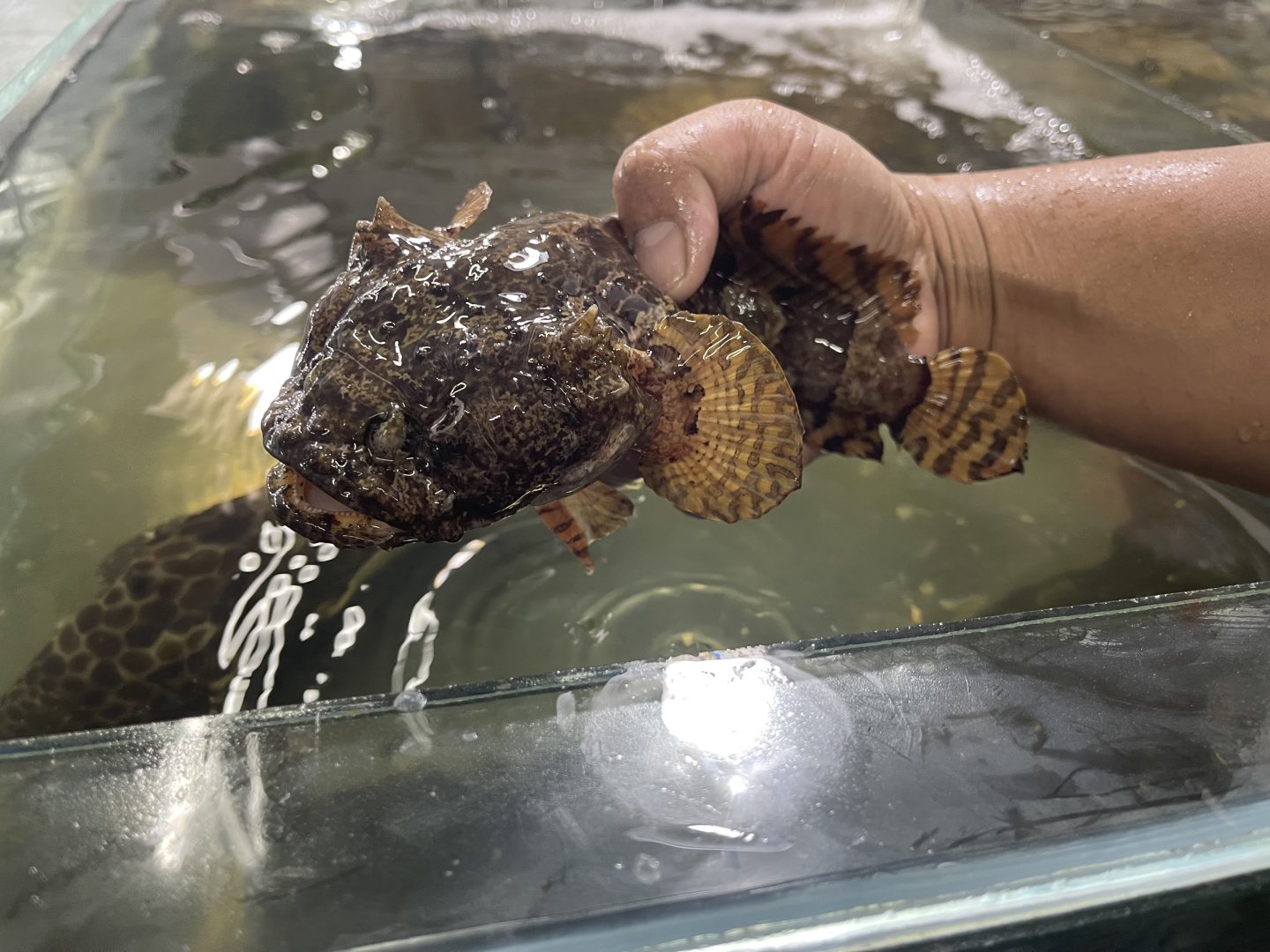 grunting toadfish (allenbatrachus grunniens) (1)