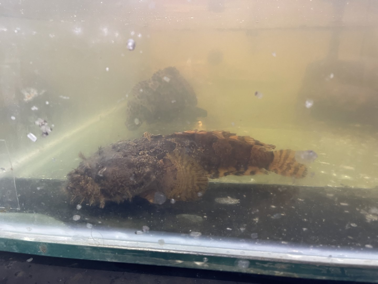 grunting toadfish (allenbatrachus grunniens) (2)