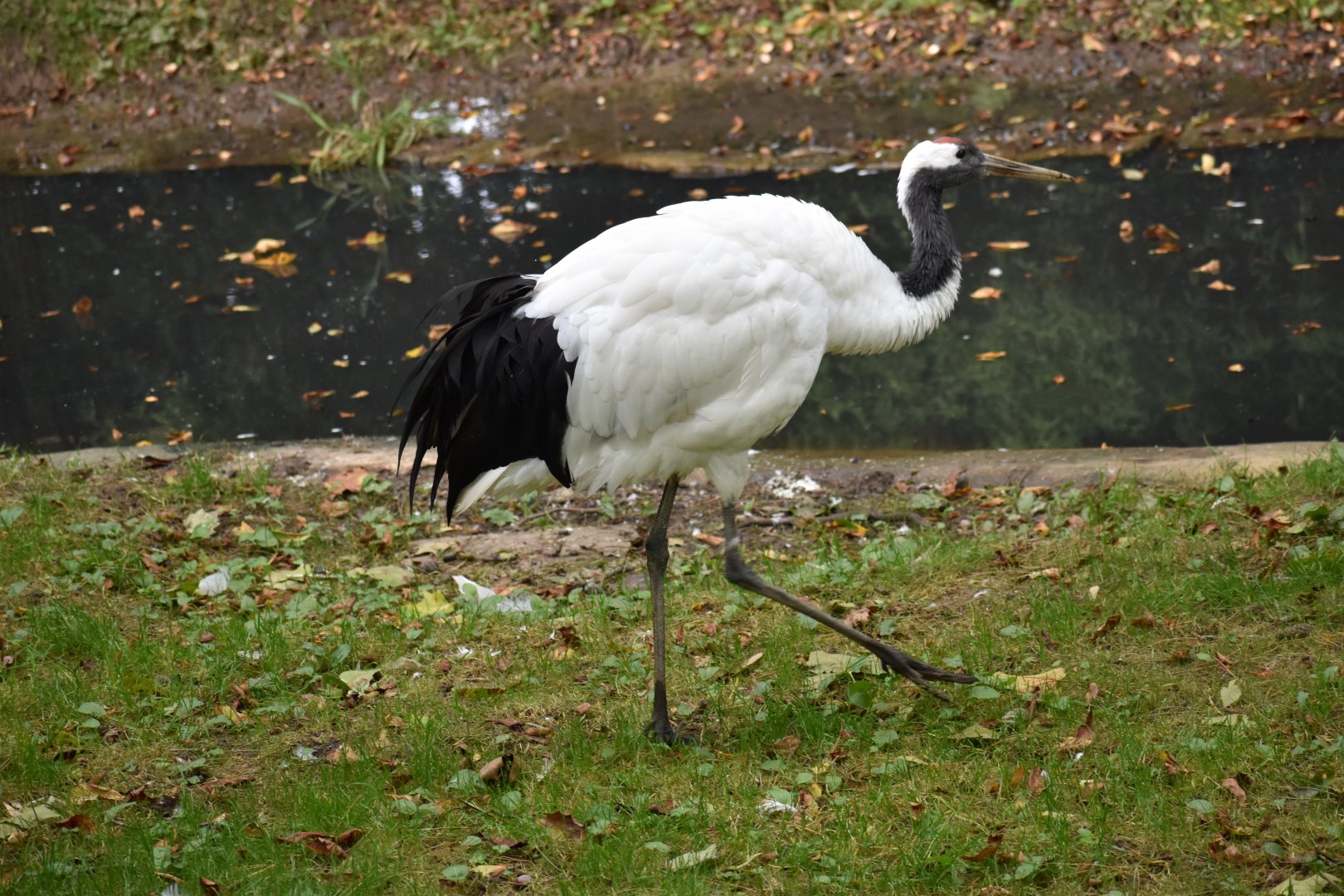 Grus japonensis - Red-crowned Crane