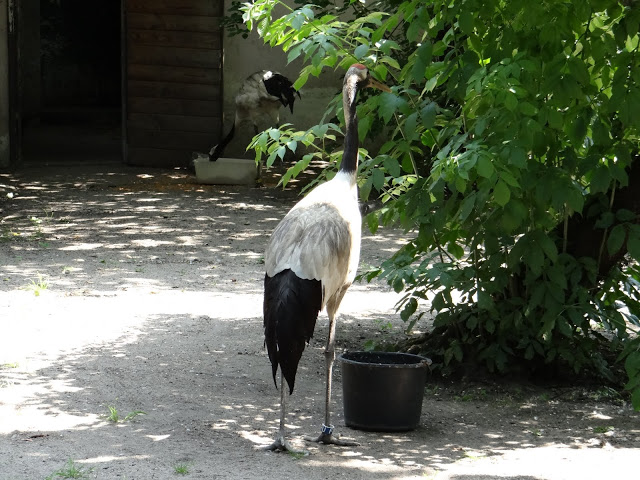 Grus japonensis