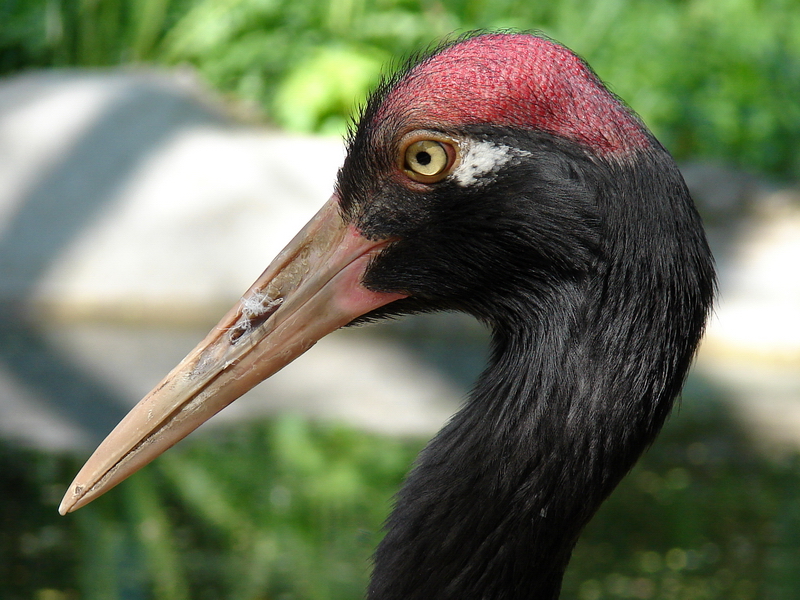 Grus nigricollis / Black-necked Crane (female), 14-05-2011