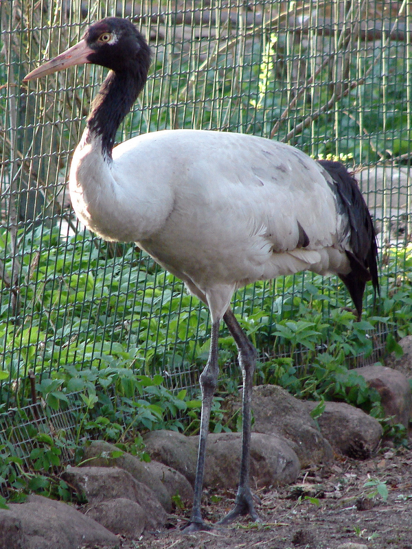 Grus nigricollis / Black-necked Crane (male), 01-05-2011