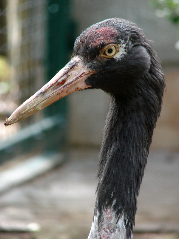 Grus nigricollis / Black-necked Crane (male), 14-05-2011
