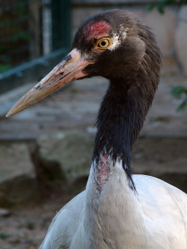 Grus nigricollis / Black-necked Crane (male), 21-05-2011