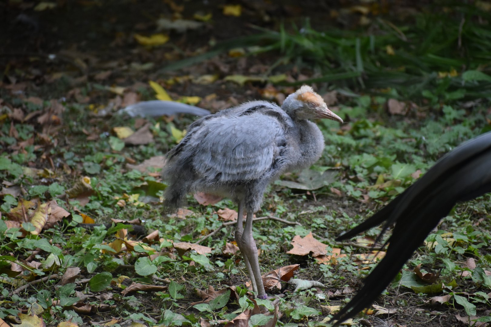 Grus paradisea - Blue Crane