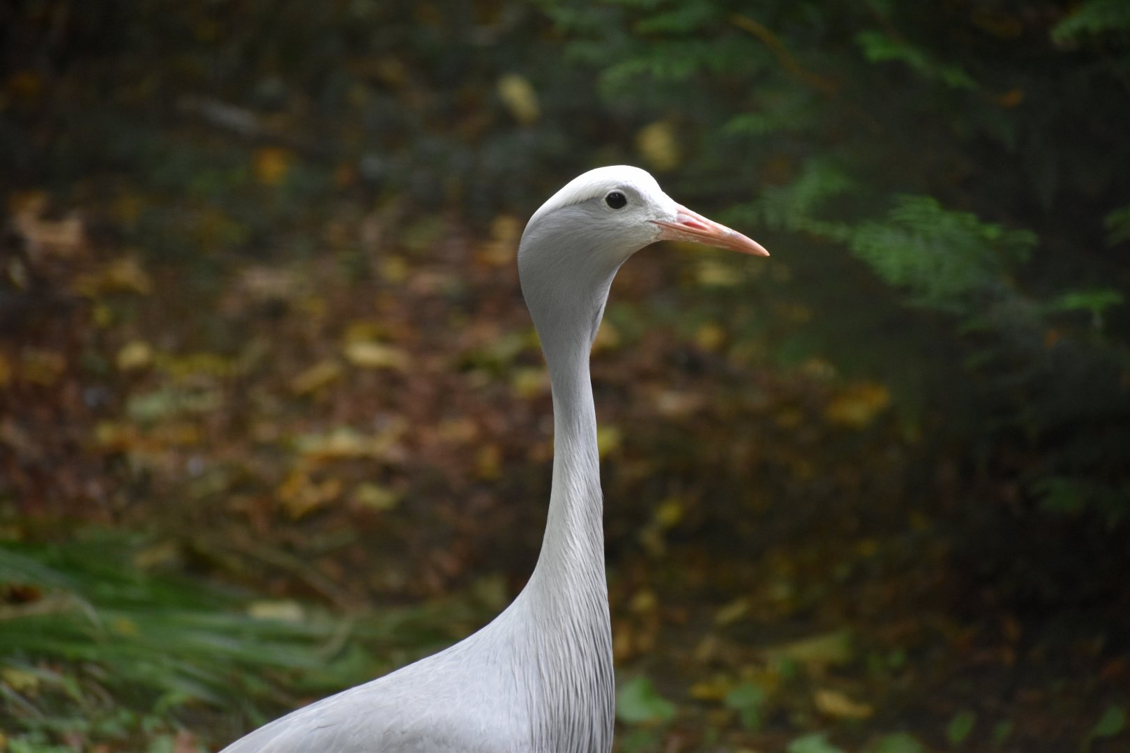 Grus paradisea - Blue Crane