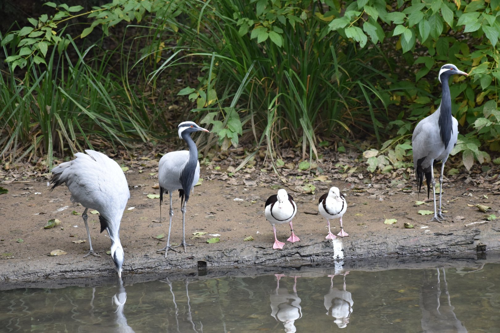 Grus virgo - Demoiselle Crane with Raja shelduck