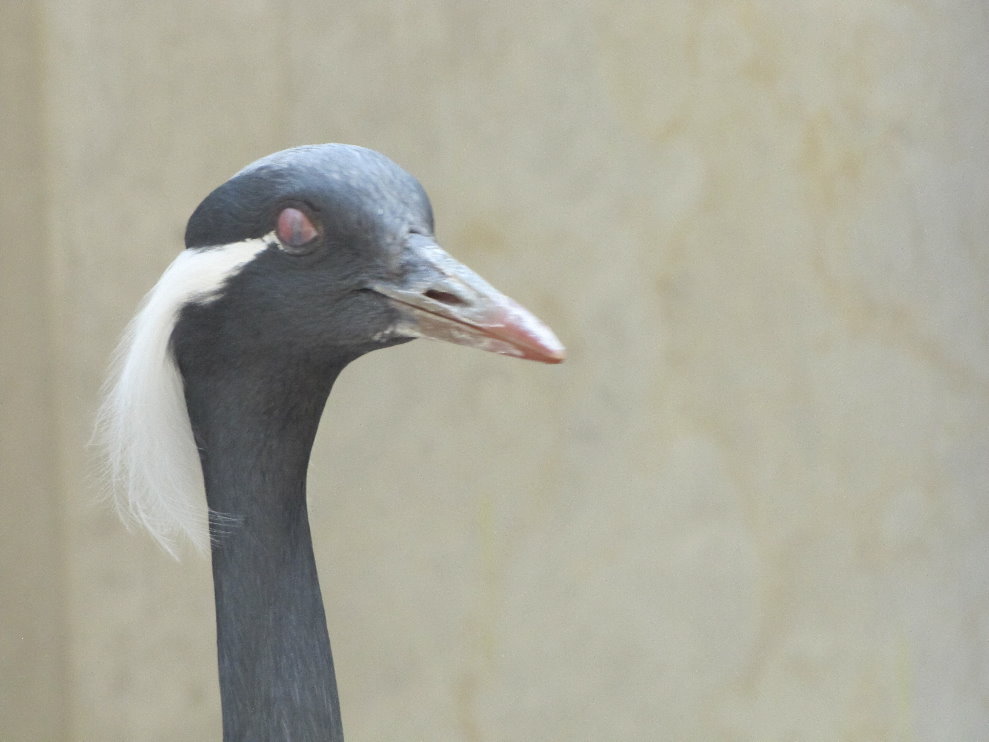 grus virgo(tehran zoo)