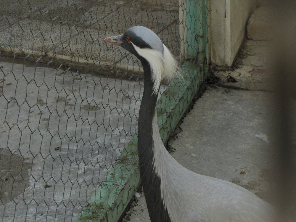 grus virgo(tehran zoo)