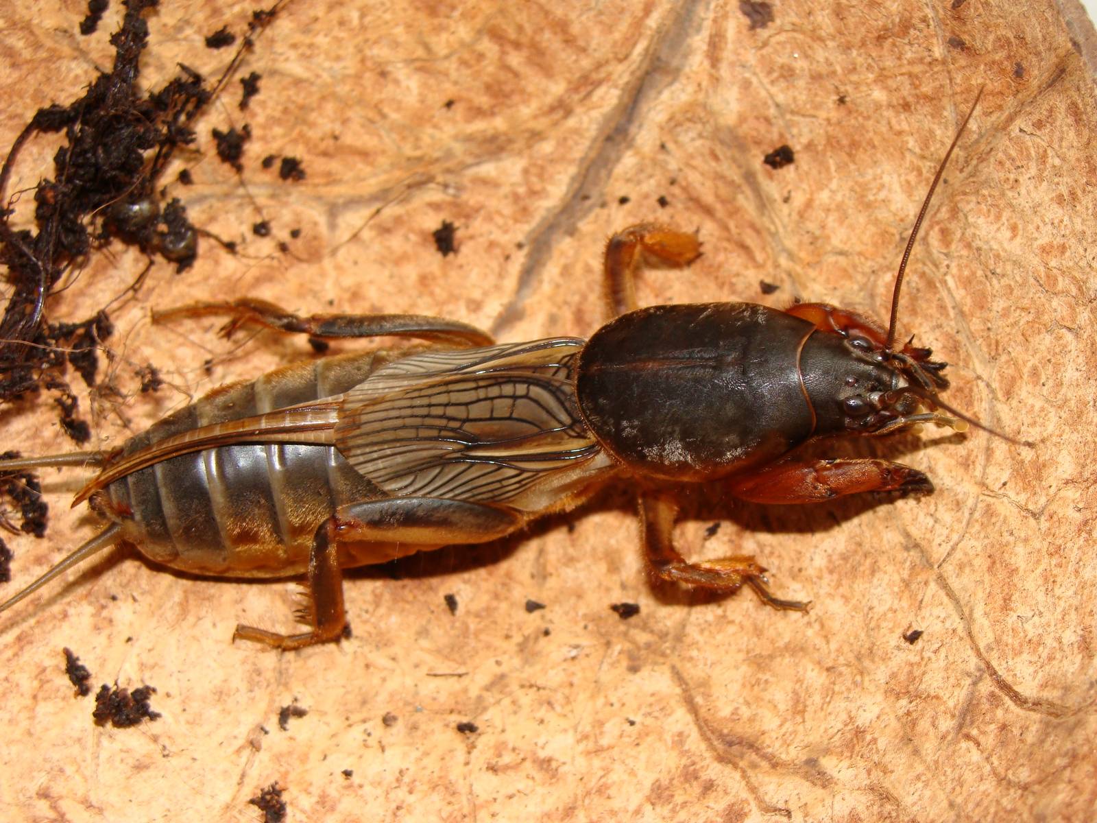 Gryllotalpa gryllotalpa