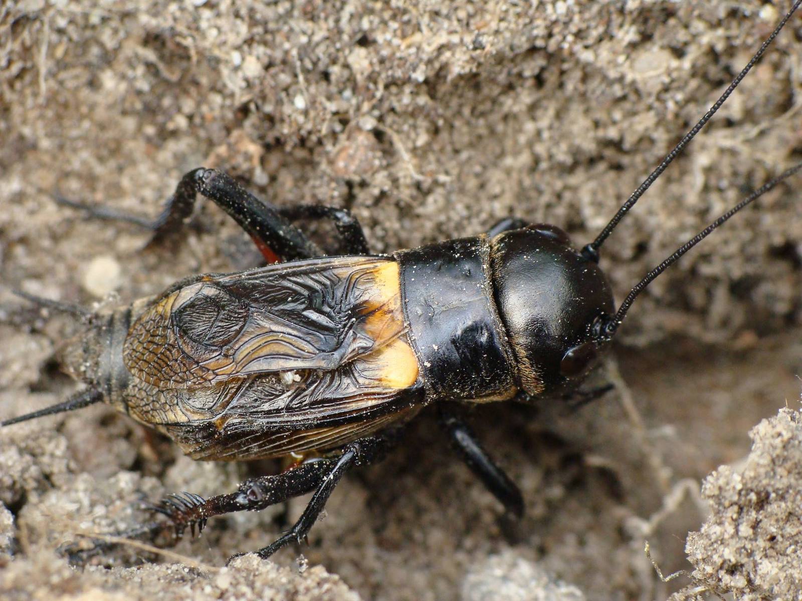 Gryllus campestris  male