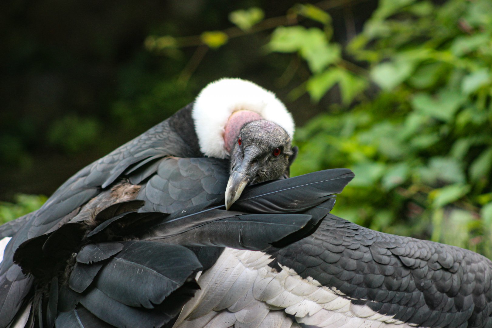 Gryphus preening her tail