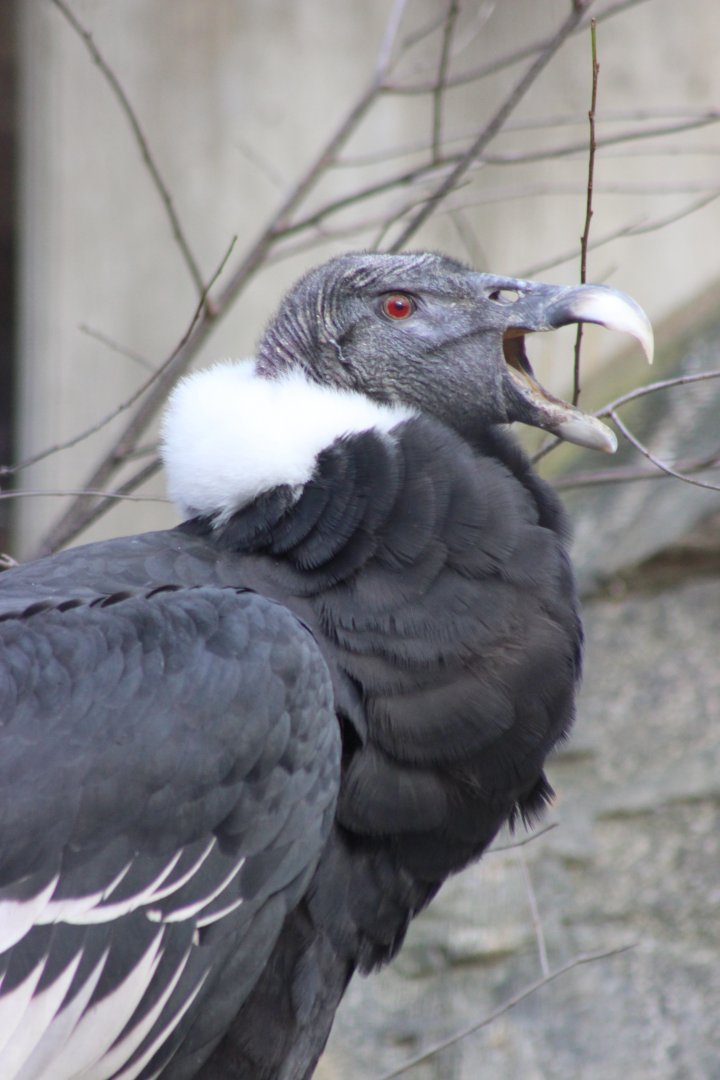 Gryphus the Andean Condor