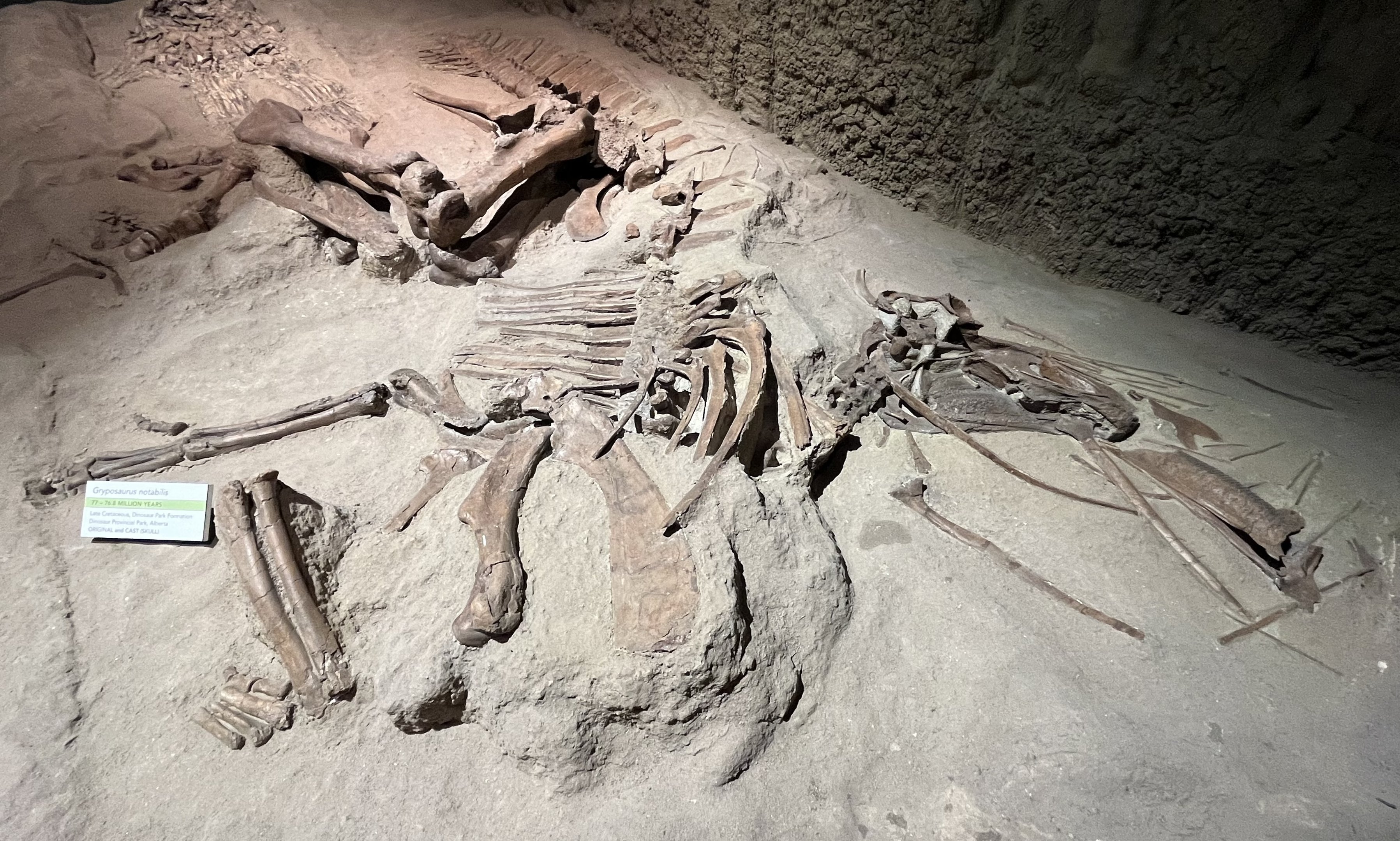 Gryposaurus notabilis