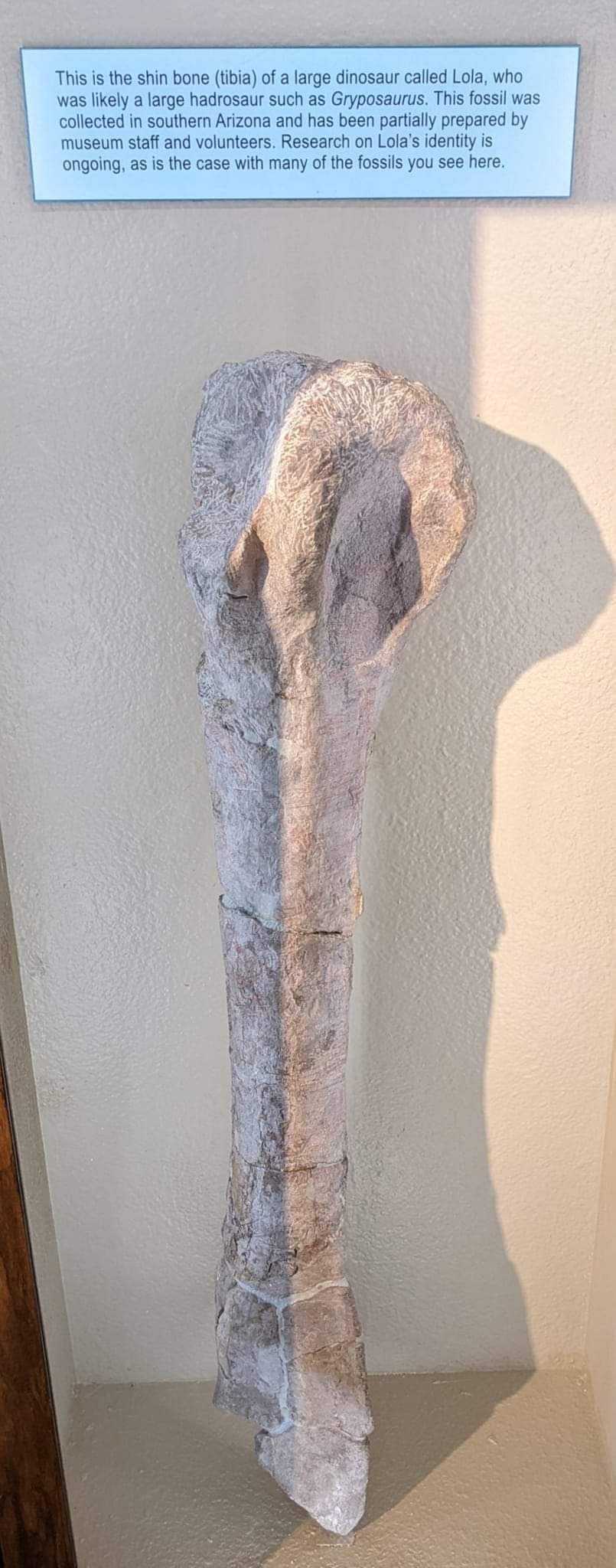Gryposaurus sp. tibia