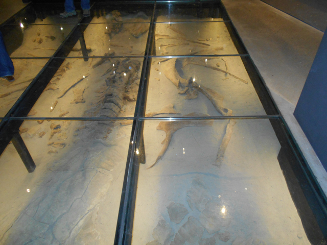 Gryposaurus under floor