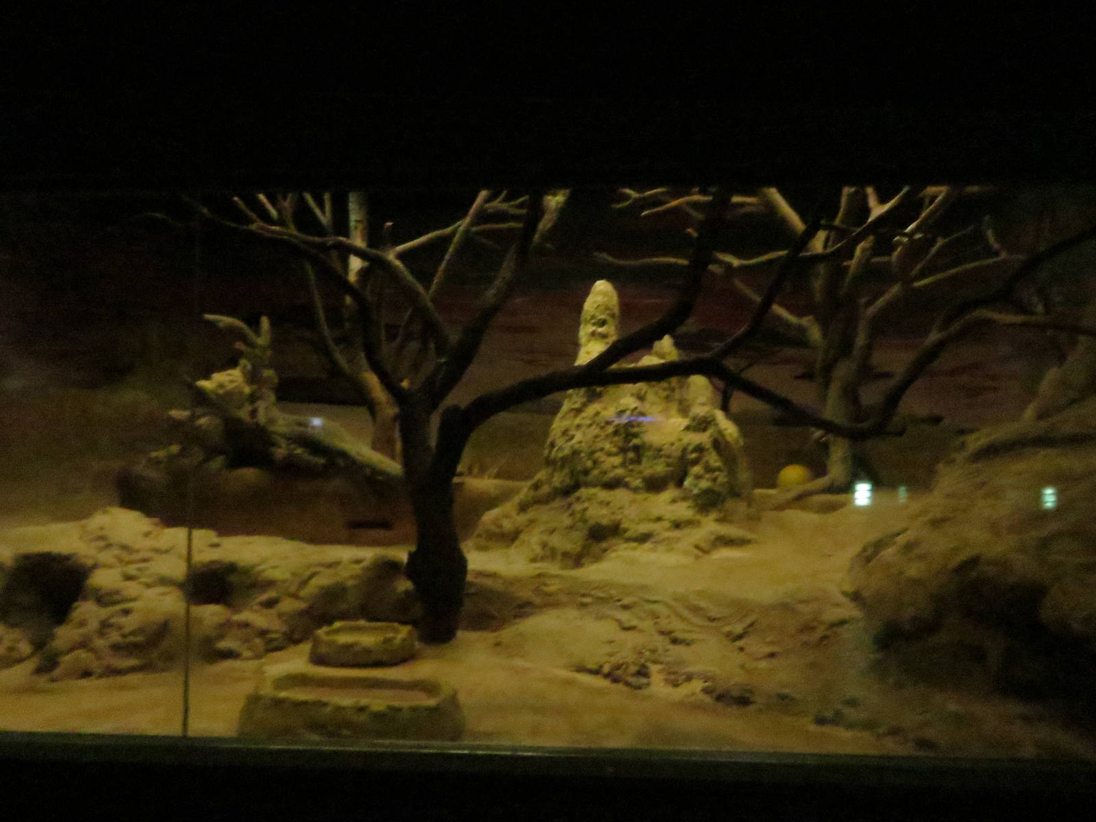 Grzimek house - aardvark enclosure