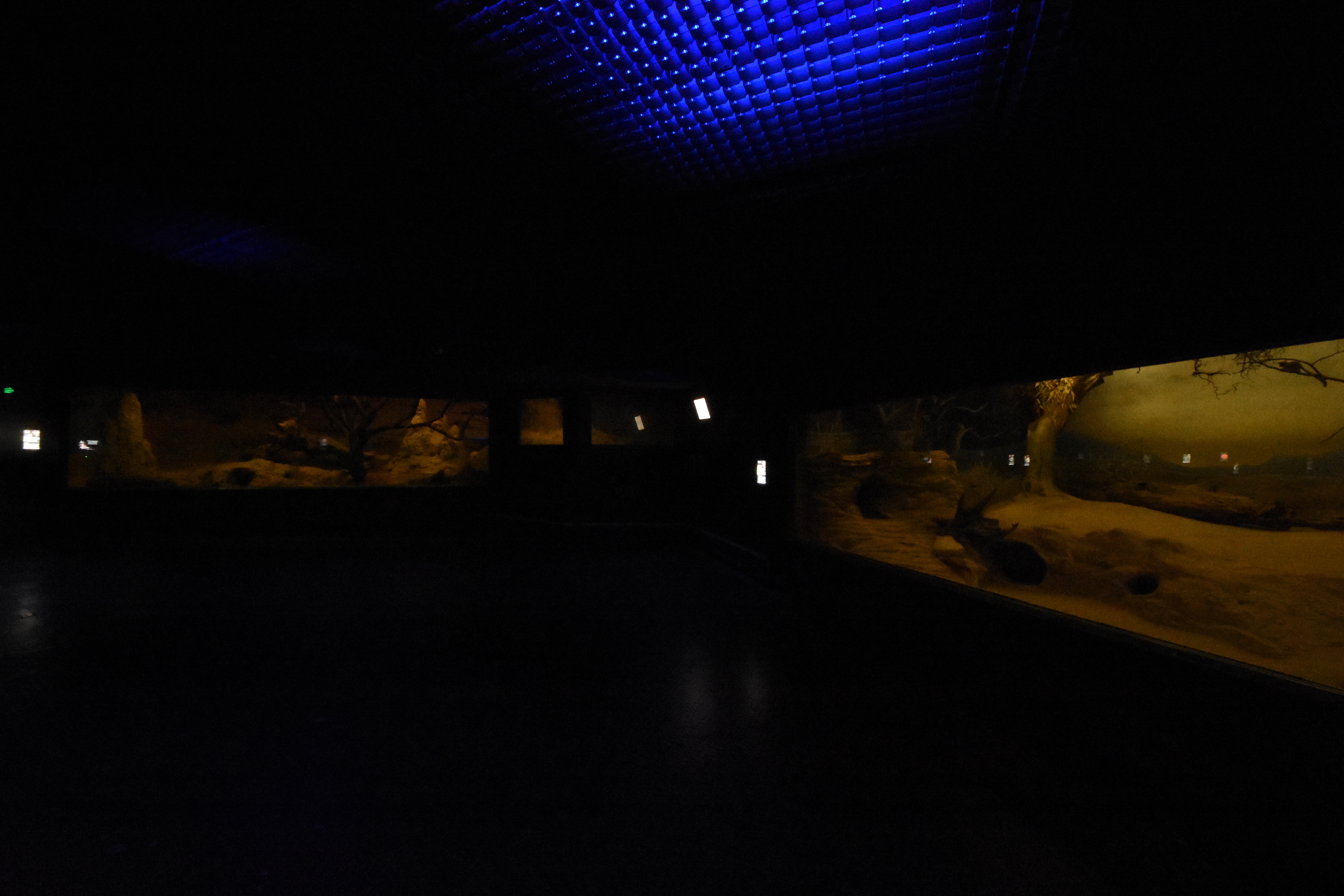 Grzimek house - African savanna