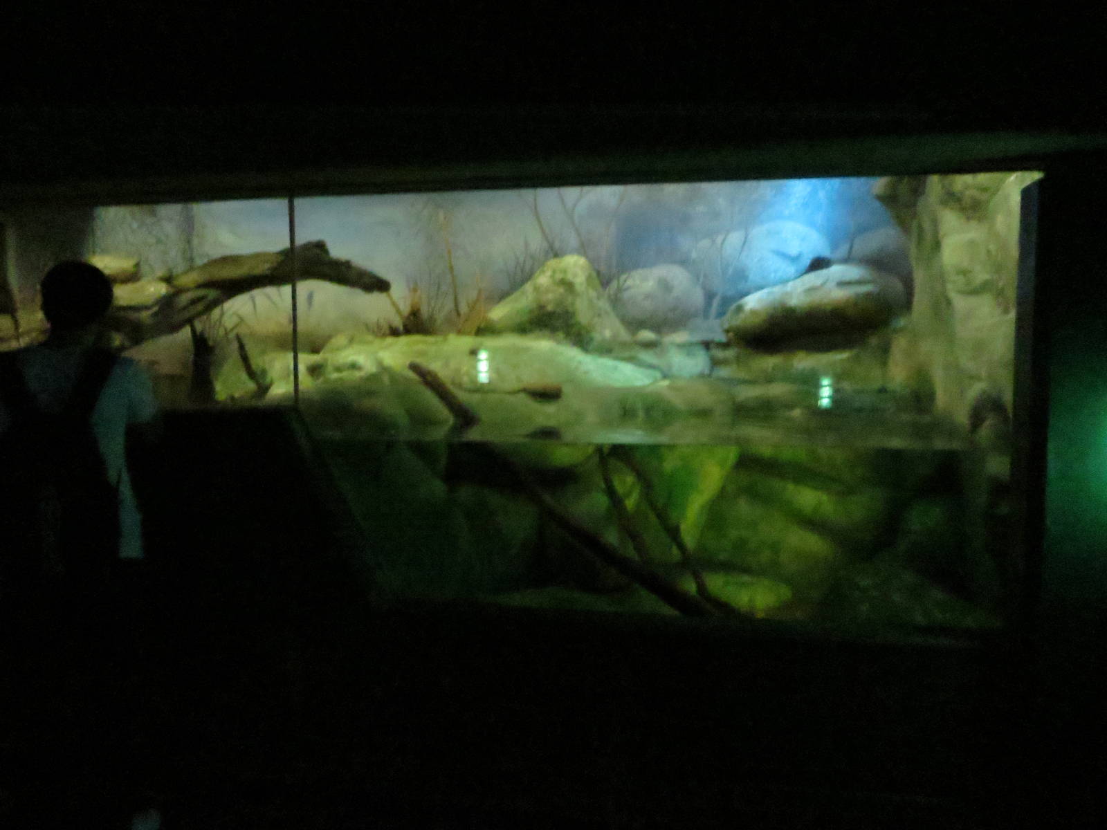 Grzimek house - Australian water rat enclosure