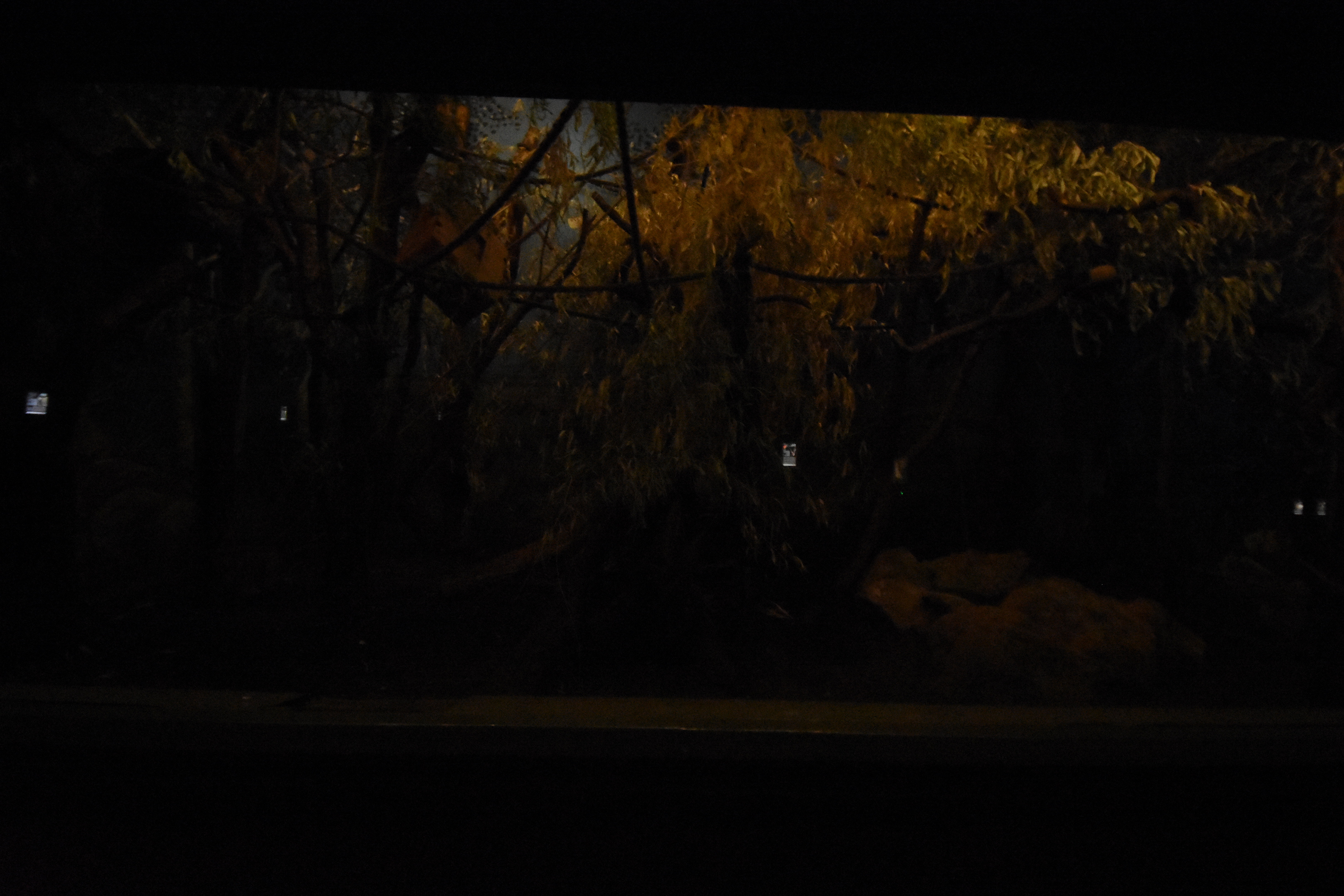 Grzimek house - Aye aye enclosure