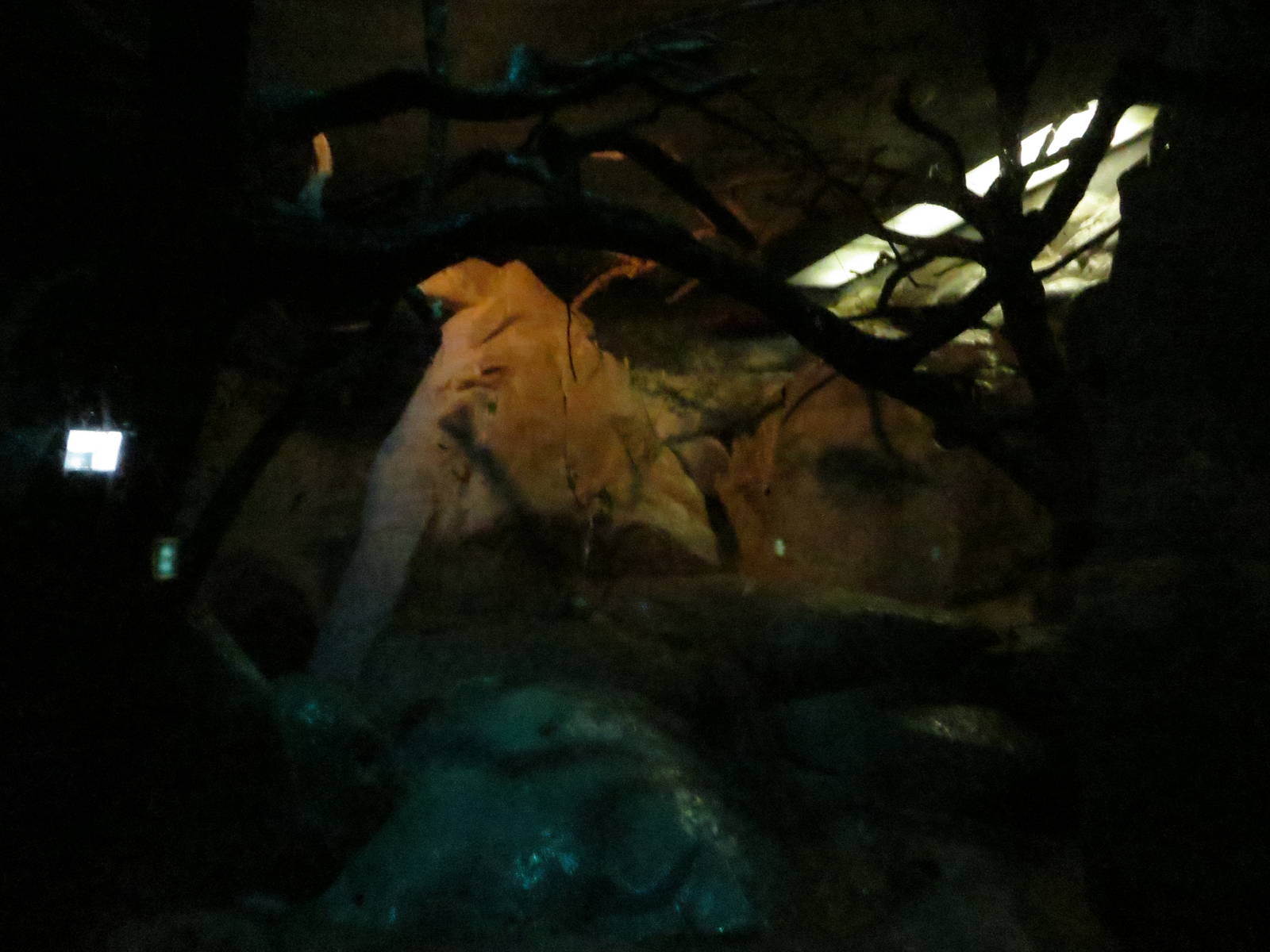 Grzimek house - bat enclosure