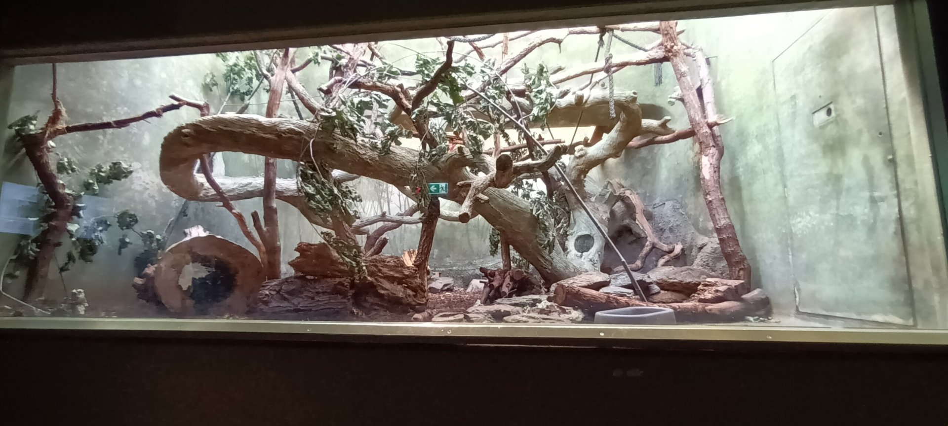 Grzimek House: Cotton top Tamarin, Golden Lion Tamarin and Southern Tamandua Enclosure