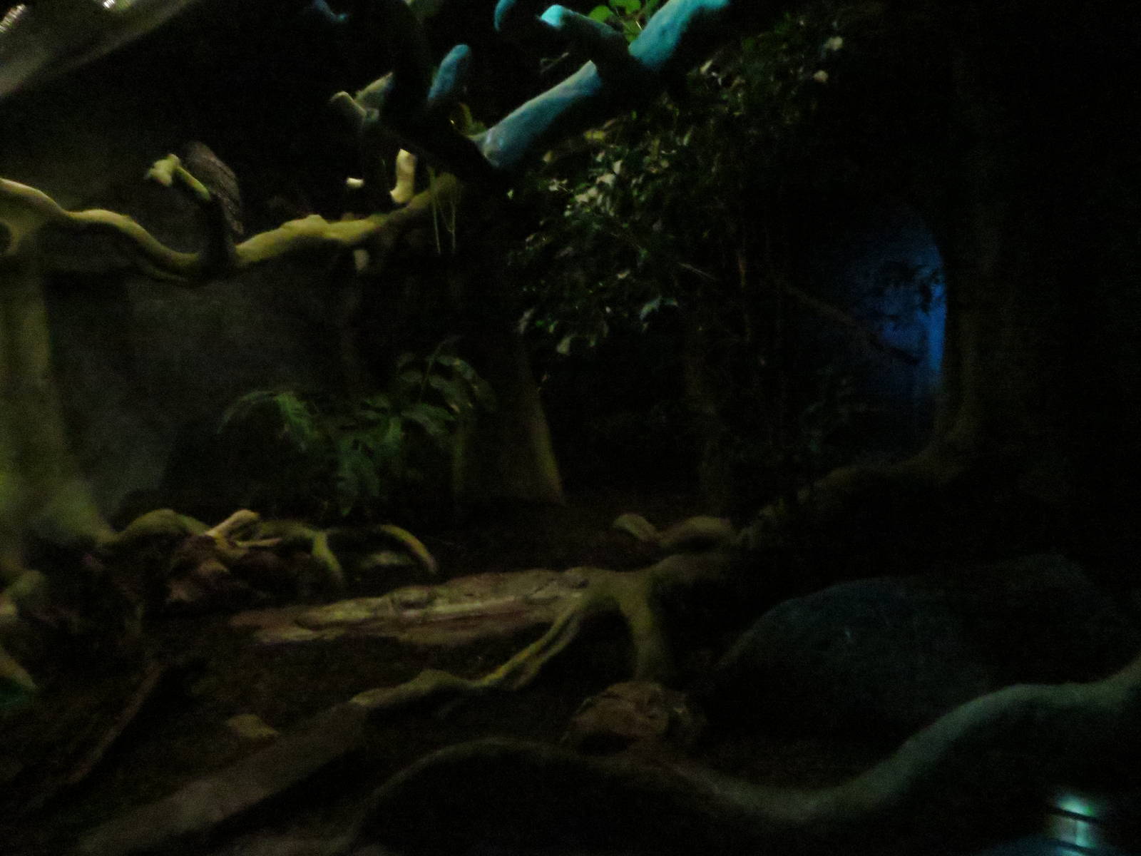 Grzimek house - echidna enclosure