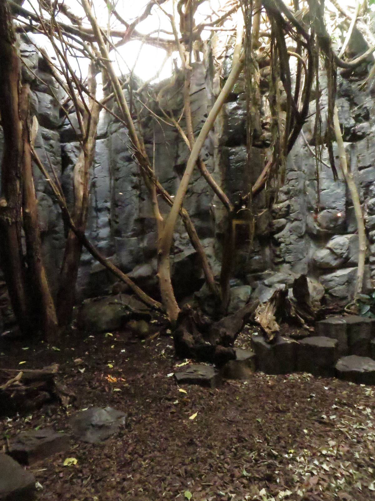 Grzimek house - emperor tamarin & acouchi enclosure