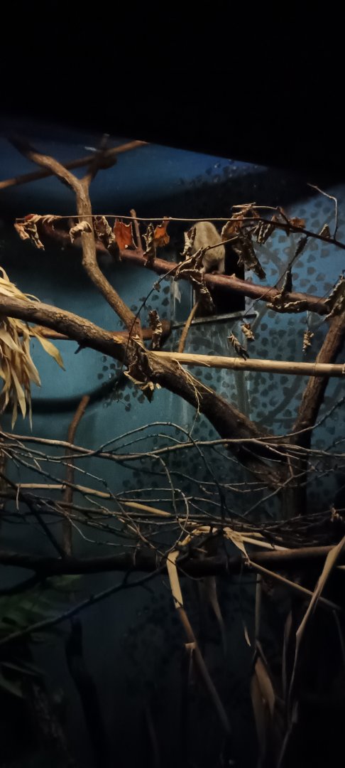 Grzimek House: Grey slender Loris