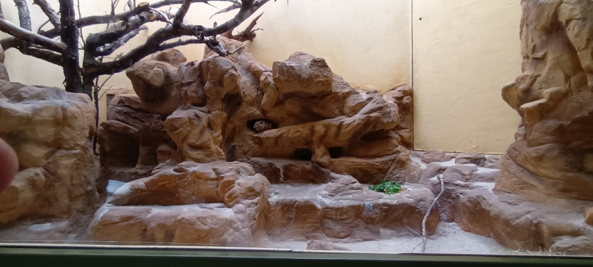 Grzimek House: Gundi Enclosure