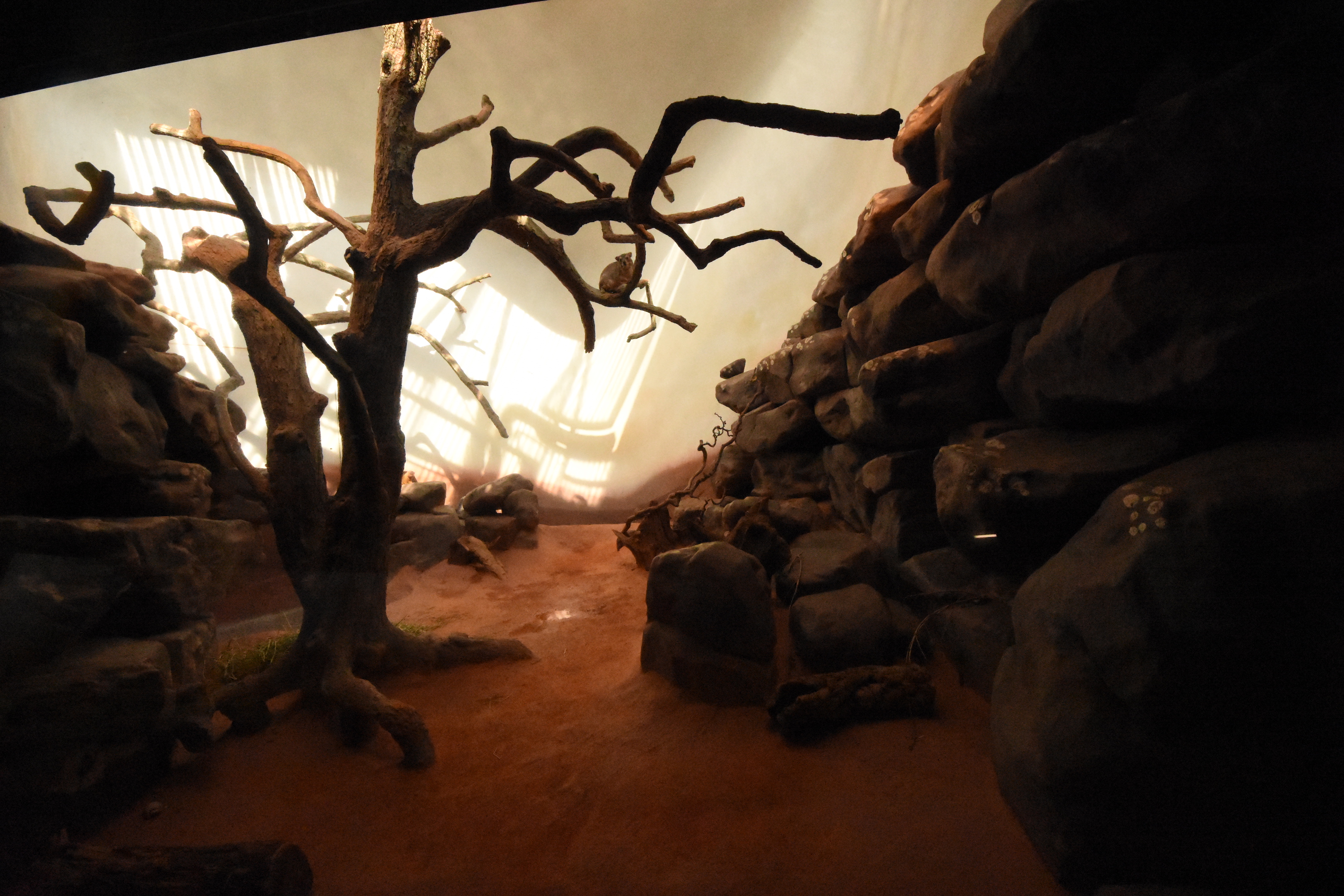 Grzimek house - Hyrax & mongoose