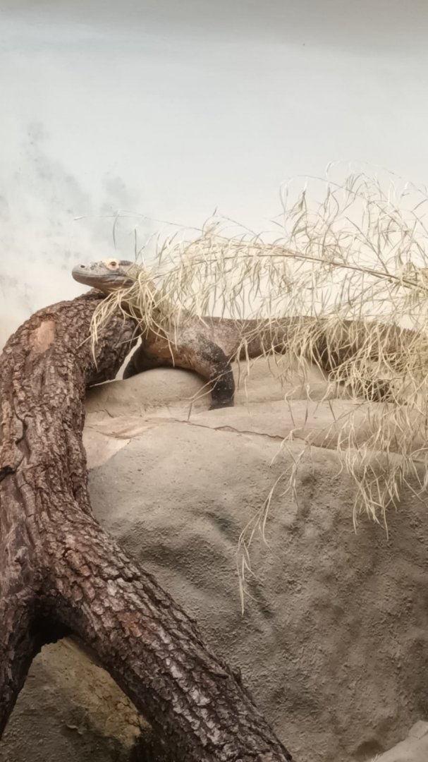 Grzimek House: Komodo Dragon