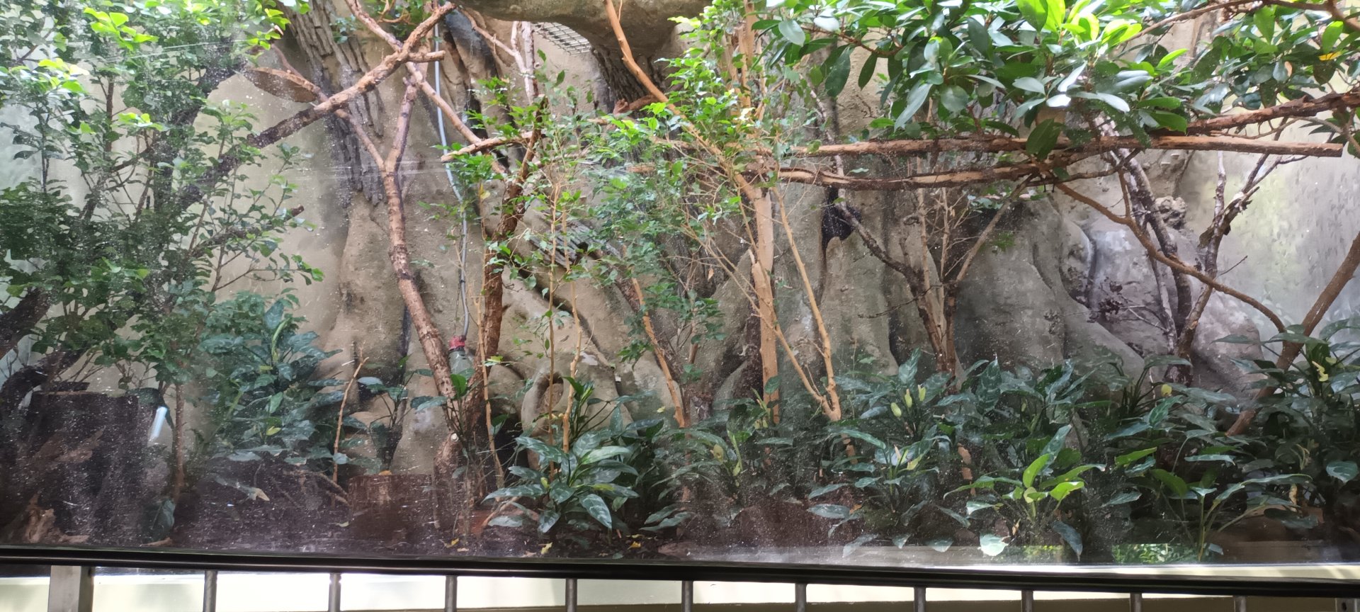 Grzimek House: Lesser mouse Deer Enclosure