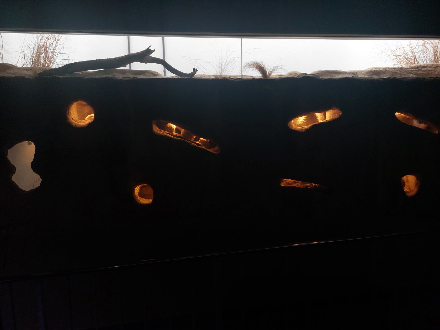 Grzimek house - Naked mole-rats