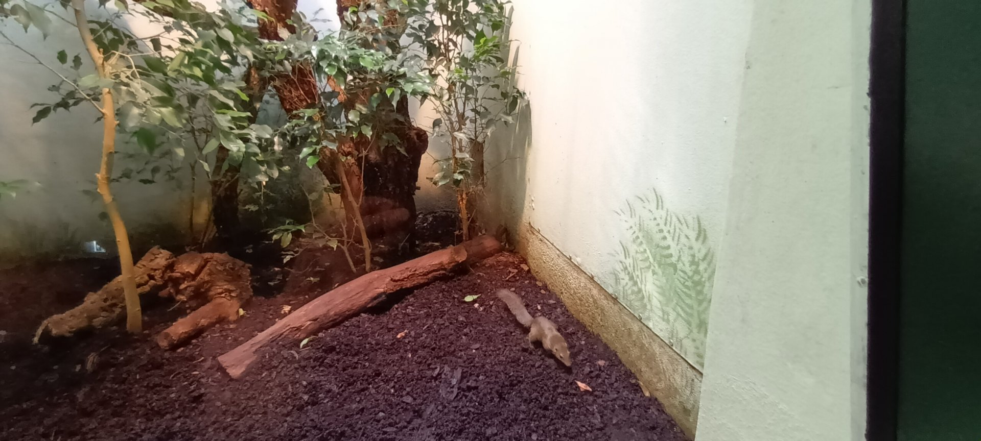 Grzimek House: Northern Tree Shrew