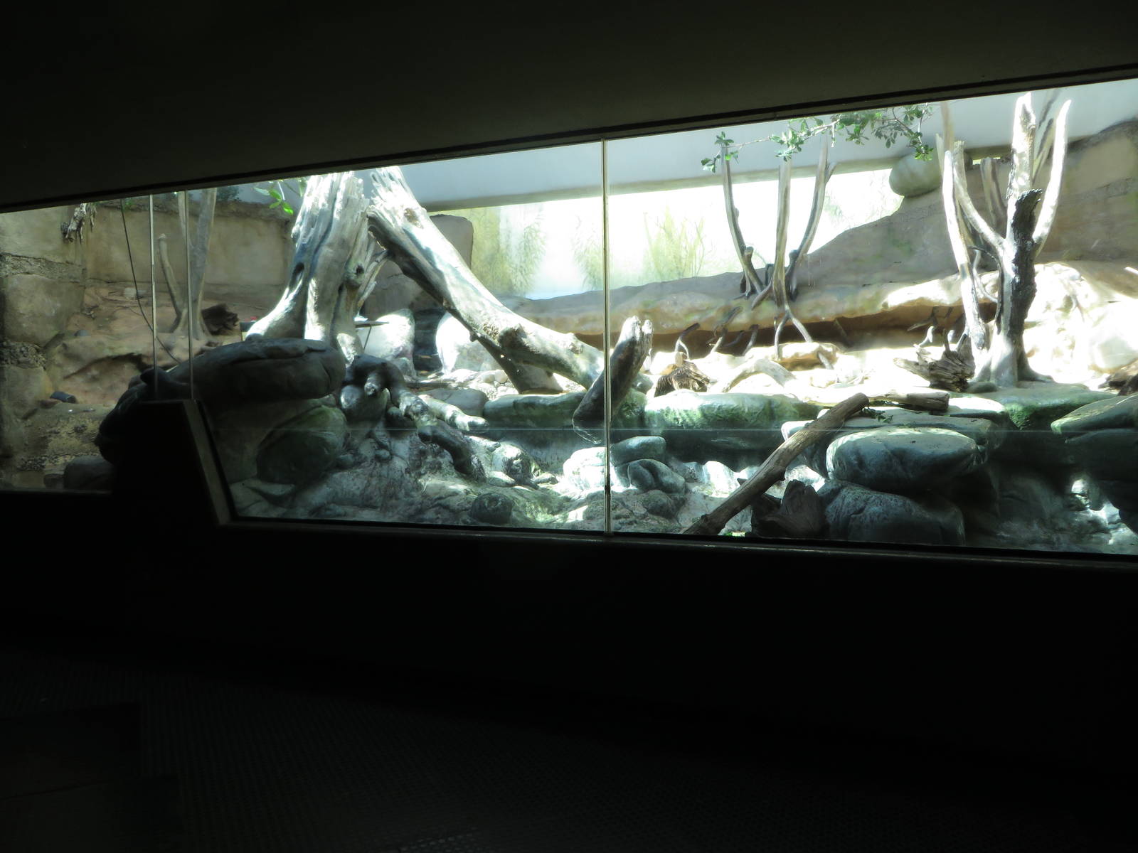 Grzimek house - otter indoors