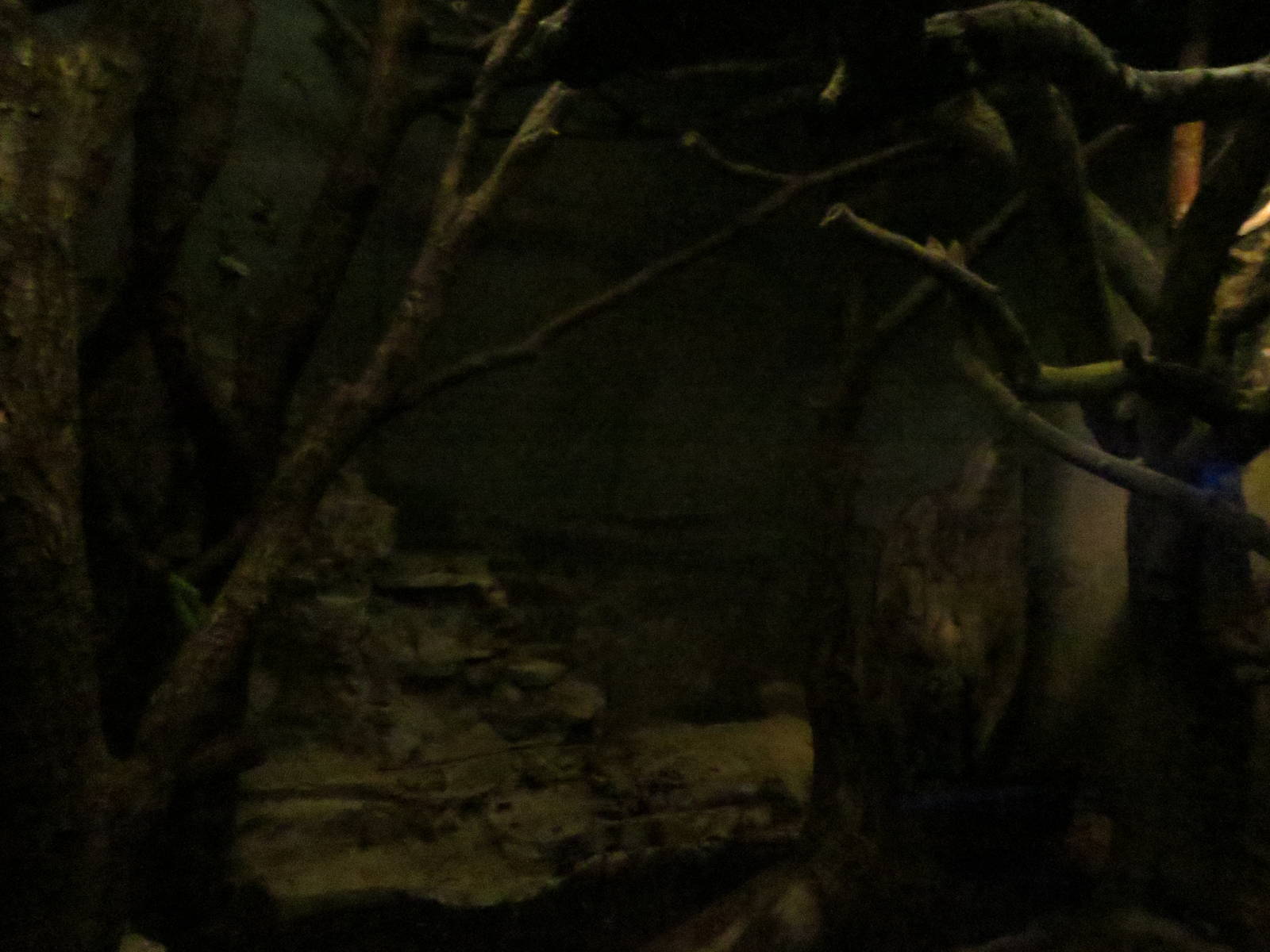 Grzimek house - porcupine enclosure