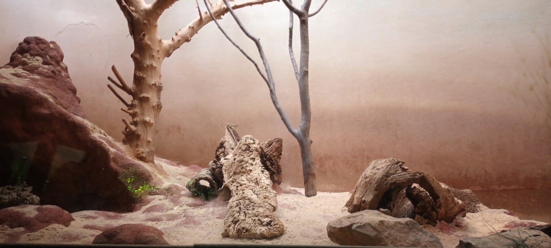 Grzimek House: Rufous Elephant Shrew Enclosure