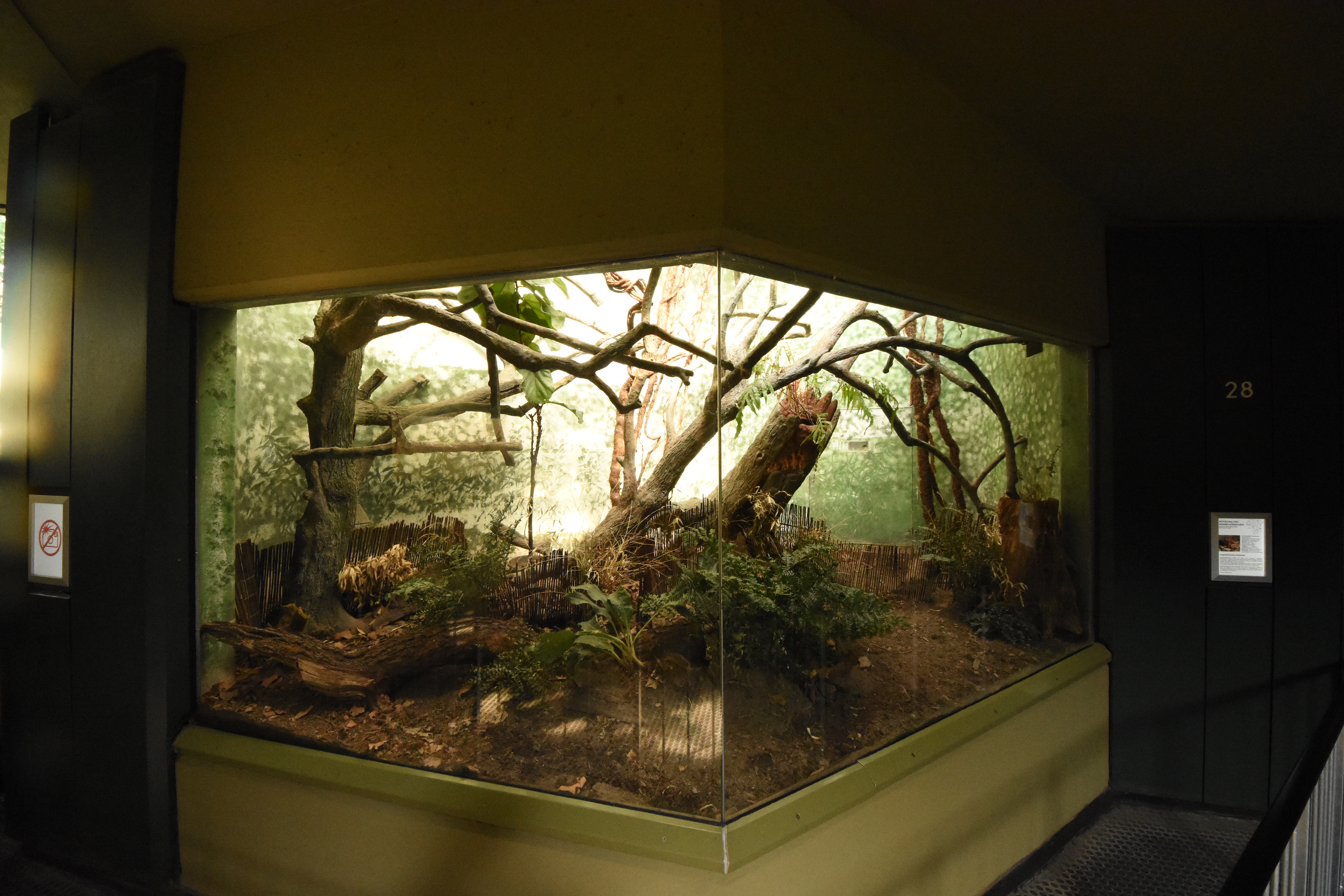 Grzimek house - Sengi enclosure