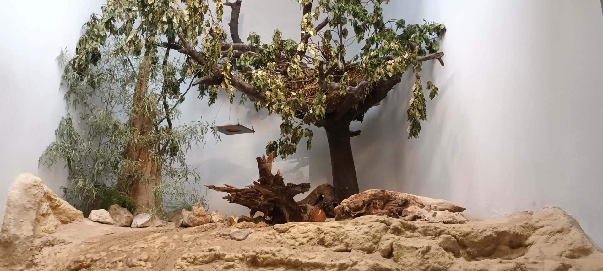 Grzimek House: Sociable Weaver, Black cheeked Lovebird and Cape ground Squirrel Enclosure