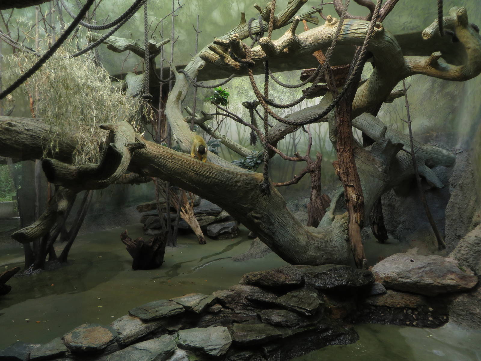 Grzimek house - squirrel monkeys