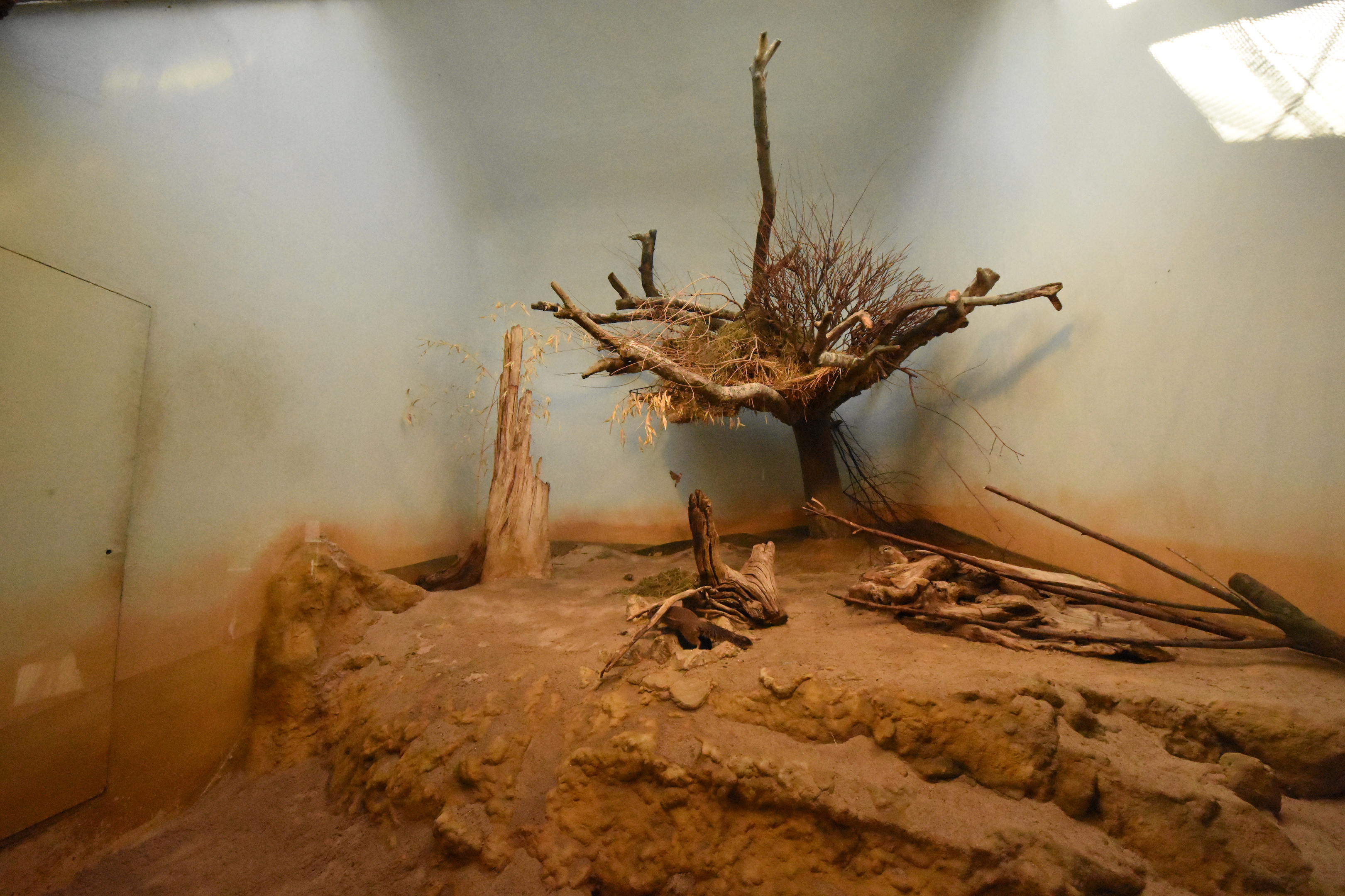 Grzimekt house - Ground squirrel and Sociable weaver