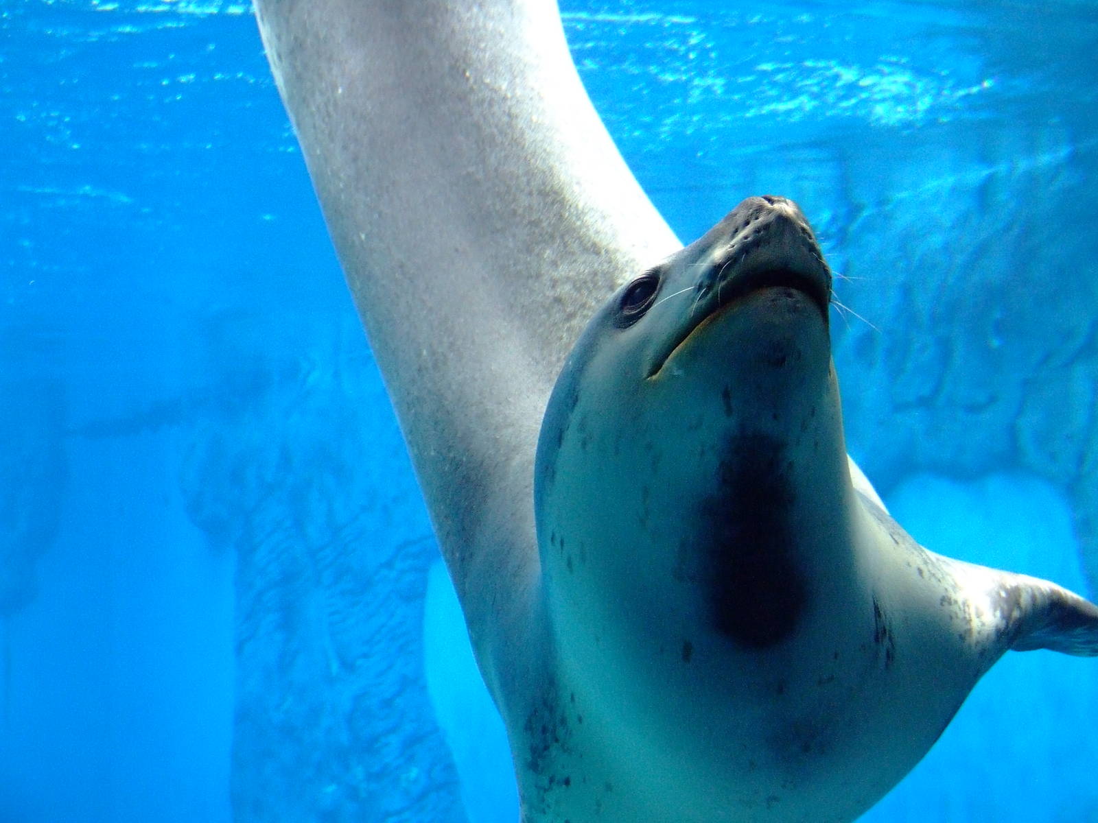 GSO Leopard seal