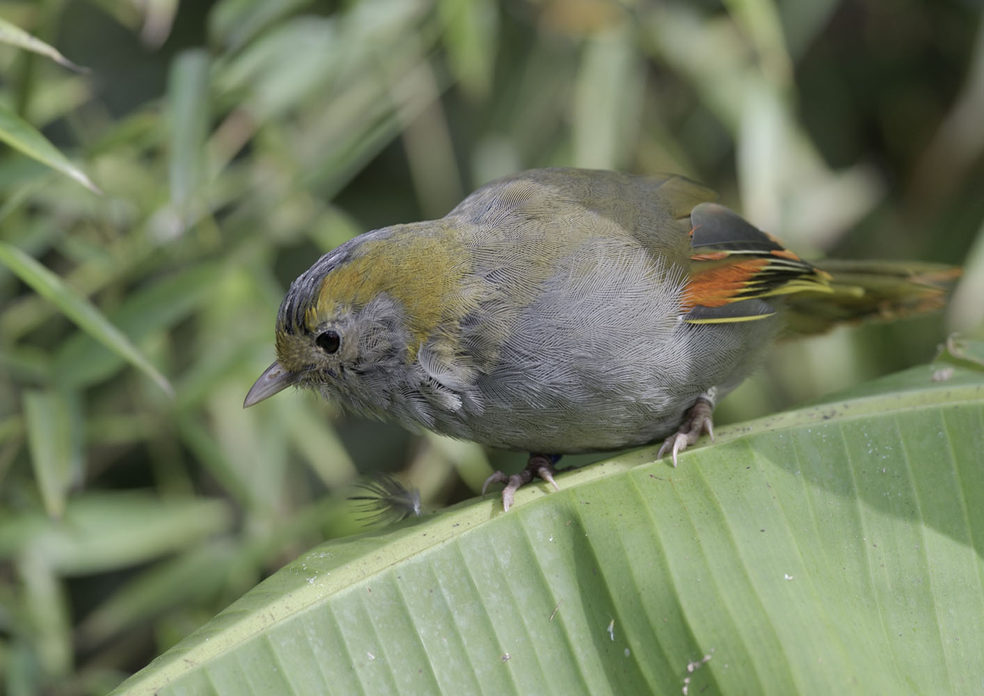 Gtey-cheeked liocichla