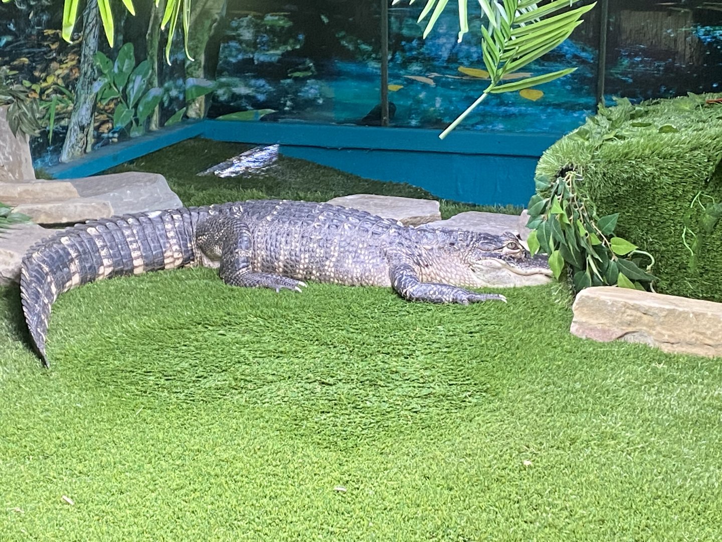 GTKA - American alligator 190323