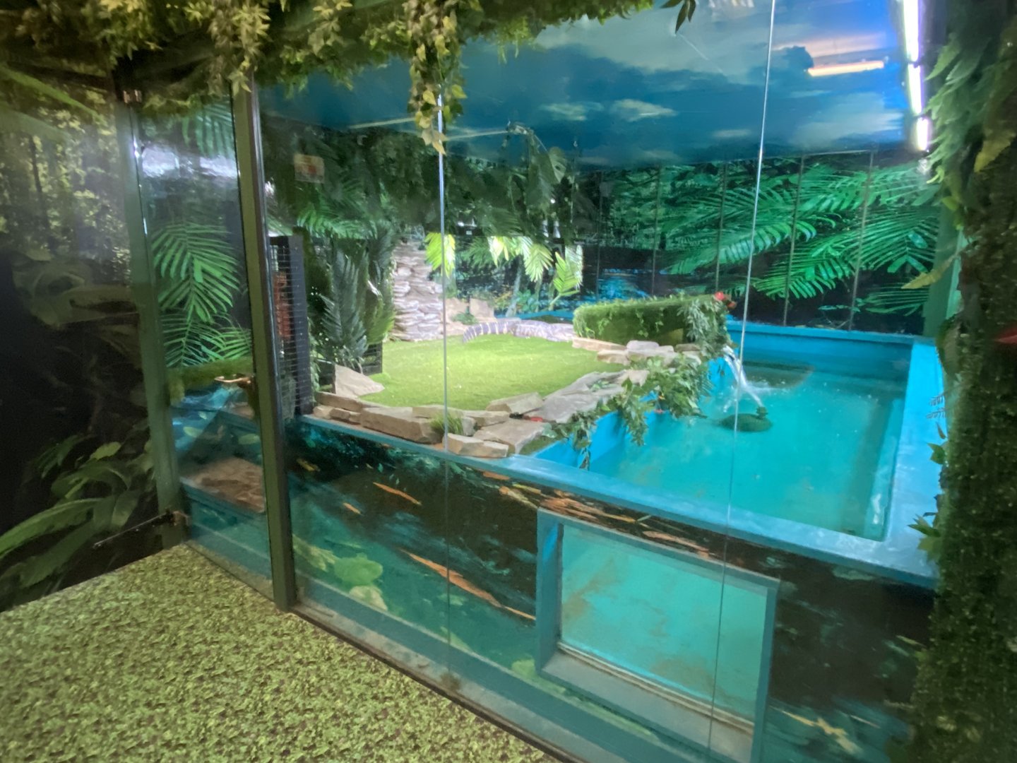 GTKA - American alligator exhibit 190323