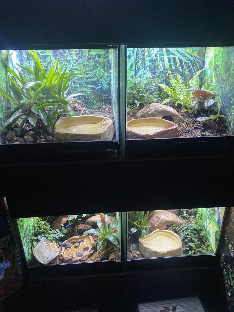 GTKA - Amphibian exhibits 190323