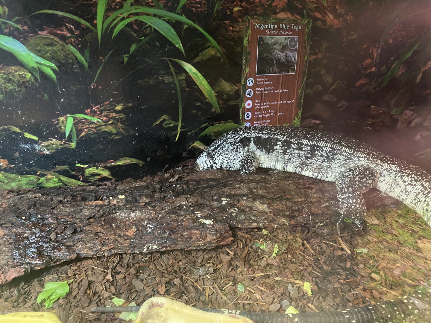 GTKA - Argentine black and white tegu 190323