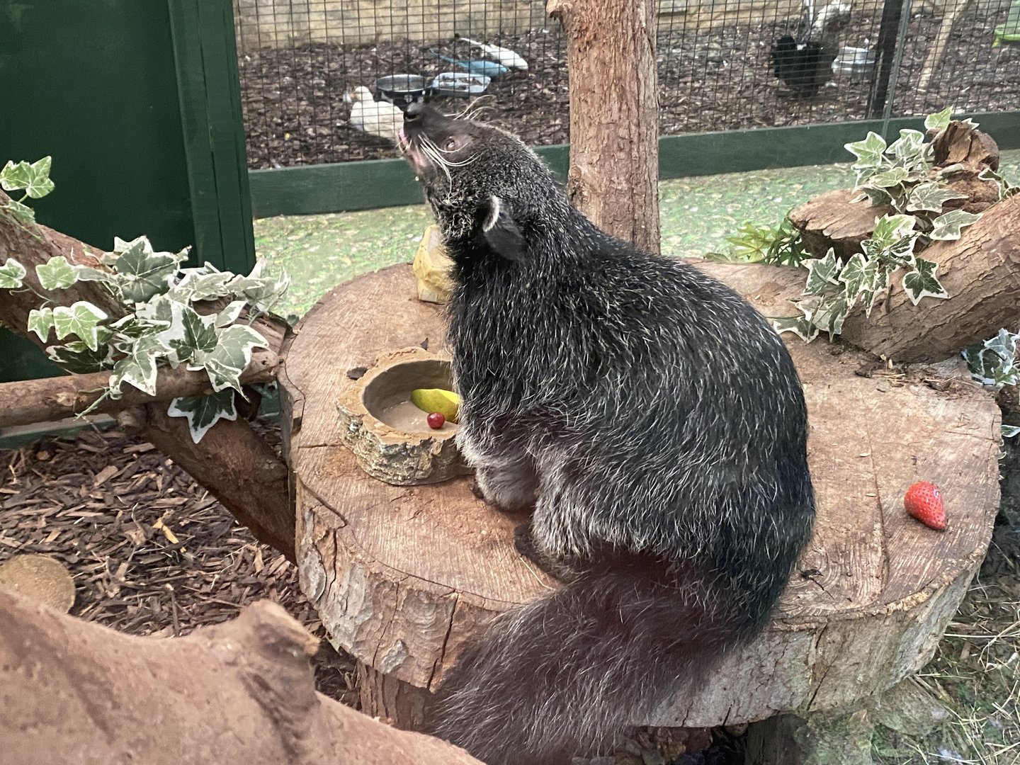 GTKA - Binturong 190323
